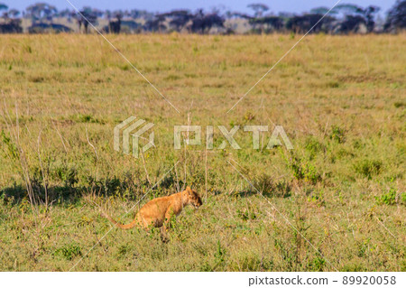 Lion cub defecating in savannah in Serengeti national park, Tanzania 89920058