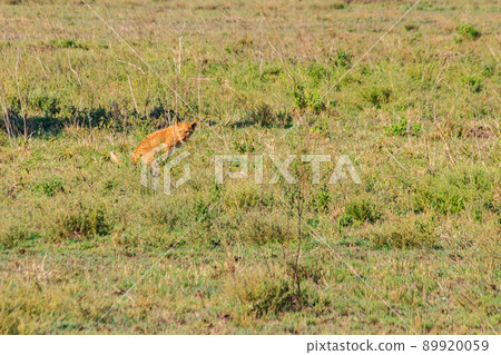 Lion cub defecating in savannah in Serengeti national park, Tanzania 89920059
