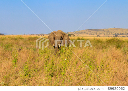 African elephant in savanna in Serengeti National park in Tanzania African elephant in savanna in Serengeti National park in Tanzania 89920062