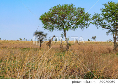 Mother and baby giraffe (Giraffa camelopardalis) in Serengeti national park in Tanzania 89920069