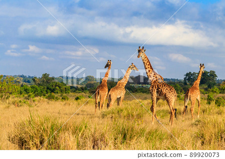 Group of giraffes walking in Ngorongoro Conservation Area in Tanzania. Wildlife of Africa 89920073