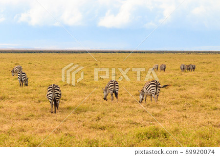 Herd of zebras in savanna in Ngorongoro Crater National park in Tanzania. Wildlife of Africa 89920074