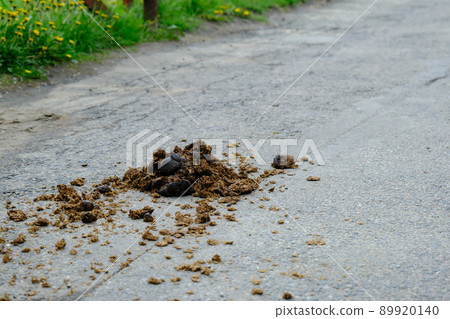 A pile of fresh and smelly horse manure on an asphalt road in a city park 89920140