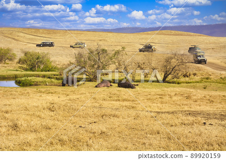 Africa safari image 89920159