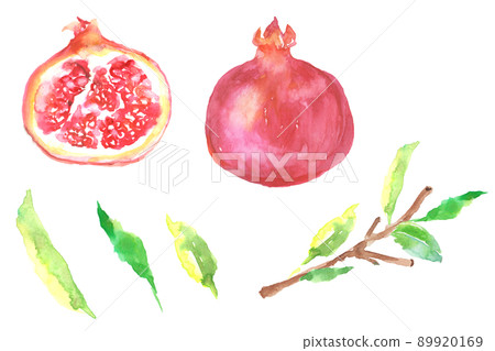 Illustration set of pomegranate drawn in watercolor 89920169