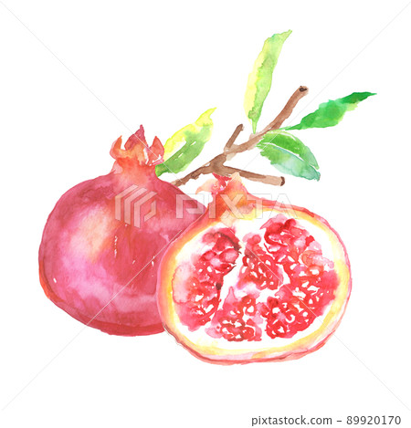 Illustration of pomegranate drawn in watercolor 89920170