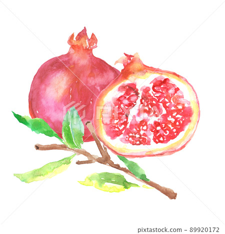 Illustration of pomegranate drawn in watercolor 89920172
