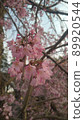Weeping cherry tree at dusk 89920544