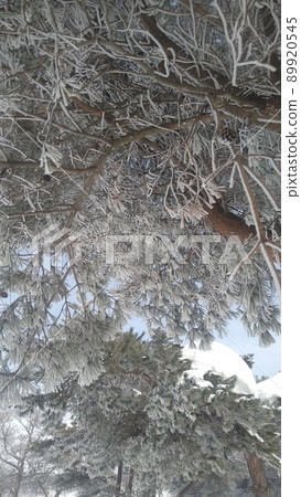 Under the rime 89920545