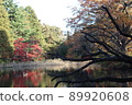 Tree in the pond 89920608