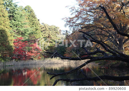 Tree in the pond 89920608