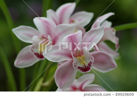 Cymbidium 89920609
