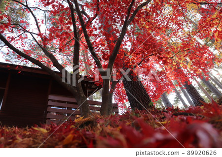 Log house and autumn leaves 89920626