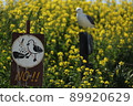 Don't feed the black-tailed gull !! (Signboard focus) 89920629