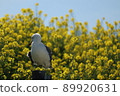 Rapeseed flowers and sea cats 89920631