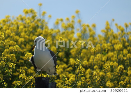 Rapeseed flowers and sea cats 89920631