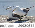 Black-tailed gull on the sea background 89920632