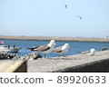 Black-tailed gull perching on the embankment 89920633