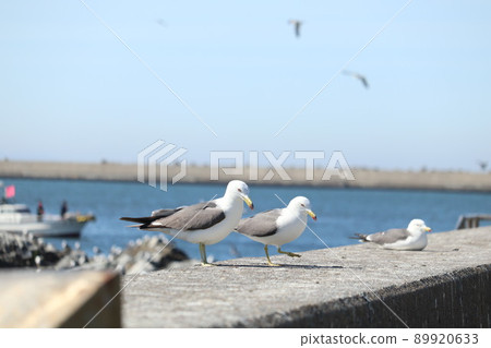 Black-tailed gull perching on the embankment 89920633