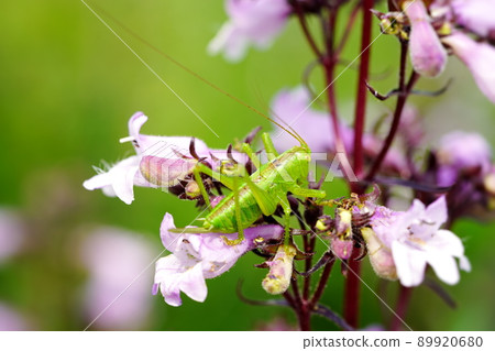 蚱蜢的伙伴矢吹 蚱蜢的伙伴矢吹 89920680