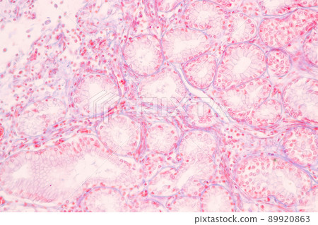 Tissue of Stomach Human under the microscope in Lab. Tissue of Stomach Human under the microscope in Lab. 89920863