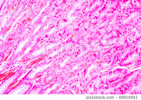 Tissue of Stomach Human under the microscope in Lab. 89920881
