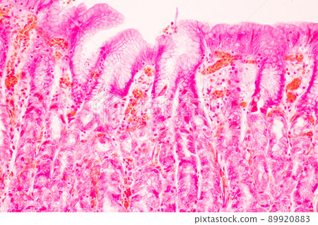 Tissue of Stomach Human under the microscope in Lab. Tissue of Stomach Human under the microscope in Lab. 89920883
