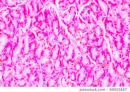 Tissue of Stomach Human under the microscope in Lab. Tissue of Stomach Human under the microscope in Lab. 89920887