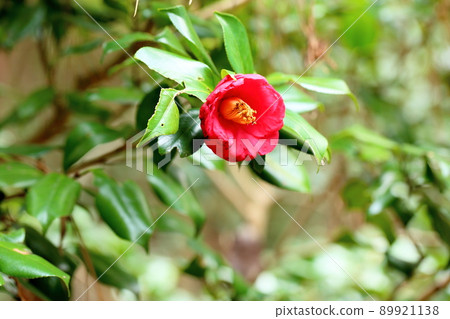 山茶花 89921138