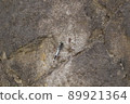 Mimicry Shiokaratombo 89921364