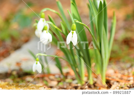 Snowdrop flowers Snowdrop flowers 89921887