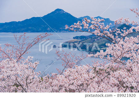 瀨戶內島波海道、博多島櫻花、平木山公園 89921920
