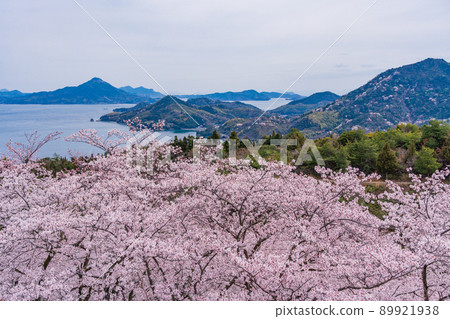 瀨戶內島波海道、博多島櫻花、平木山公園 89921938