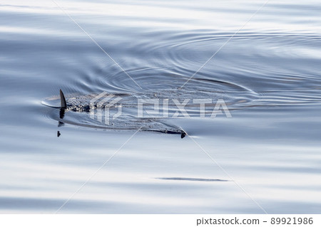 Sword fish swordfish on sea surface close up 89921986