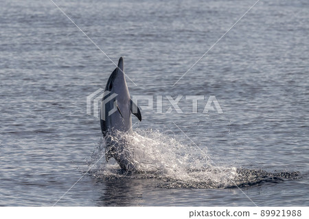 Happy Striped dolphins jumping outside the sea 89921988
