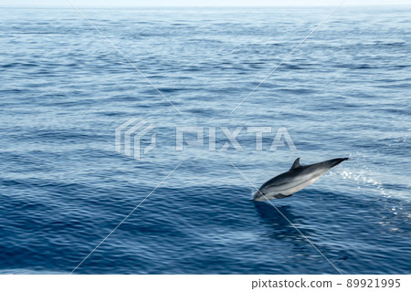 Happy Striped dolphins jumping outside the sea Happy Striped dolphins jumping outside the sea 89921995