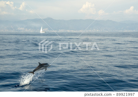 Happy Striped dolphins jumping outside the sea near sailboat on genoa town italy background Happy Striped dolphins jumping outside the sea near sailboat on genoa town italy background 89921997