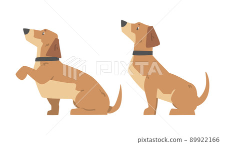 Dachshund Dog Breed Hound with Short Legs and Long Body Sitting Vector Set Dachshund Dog Breed Hound with Short Legs and Long Body Sitting Vector Set 89922166