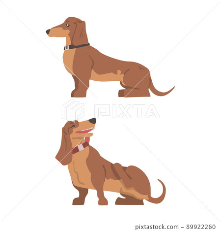 Dachshund or Badger Dog as Short-legged and Long-bodied Hound Breed with Collar Sitting Vector Set 89922260