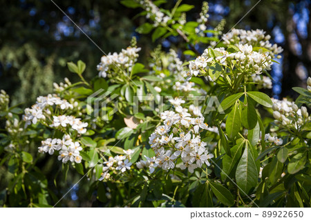 Mexican orange blossom in spring 89922650