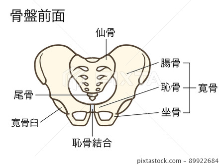 骨盆、髖骨、骶骨、髂骨、恥骨、坐骨的前面,有名字 骨盆、髖骨、骶骨、髂骨、恥骨、坐骨的前面,有名字 89922684