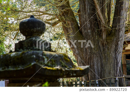 福島縣長戶市春天的大銀杏 福島縣長戶市春天的大銀杏 89922720