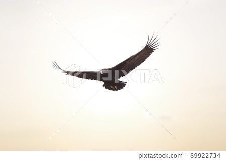 Bird of raptor flying slowly through the skies with its large wingspans wide open. Eagle searches for prey for hunting. 89922734