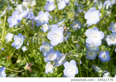 Flower background material "Nemophila" Flower background material "Nemophila" 89922776
