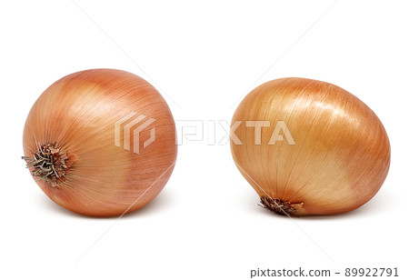 Onion onion illustration real set Onion onion illustration real set 89922791