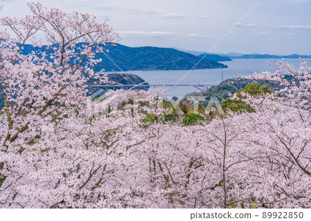 Setouchi Shimanami Kaido Cherry Blossoms in Hakata Island / Hirakiyama Park (Omishima Bridge behind) Setouchi Shimanami Kaido Cherry Blossoms in Hakata Island / Hirakiyama Park (Omishima Bridge behind) 89922850