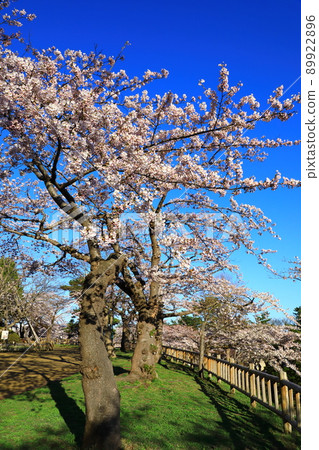 函館公園櫻花盛開 89922896