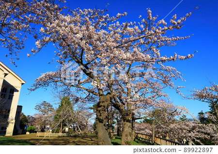 函館公園櫻花盛開 函館公園櫻花盛開 89922897