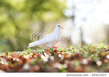 美麗的白鴿象徵著希望、和平與自由以及森林公園明亮的燈光背景 89922924