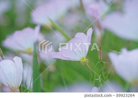 Spring plants (May) Spring plants (May) 89923264